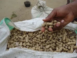 Arachide dans sac wadnuts