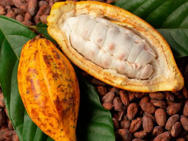 Cabosse cacao wadnuts