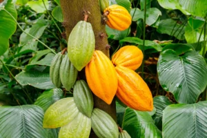 Cabosses cacao wadnuts