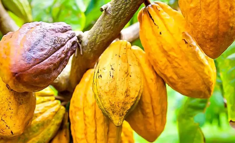 Cacao wadnuts