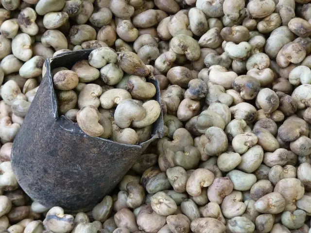 Noix de cajou brute