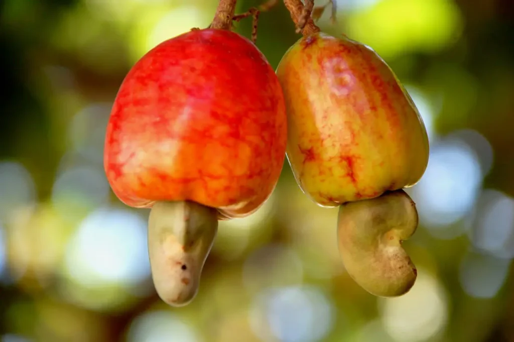 Noix de cajou wadnuts
